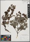 Foto von Salix aurita L.